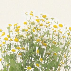 Meet your Posher, Ella